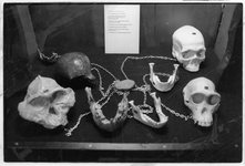 406465 Afbeelding van enkele schedels voorhistorische mensen die men mag bevoelen op de tentoonstelling “Met Knappe ...